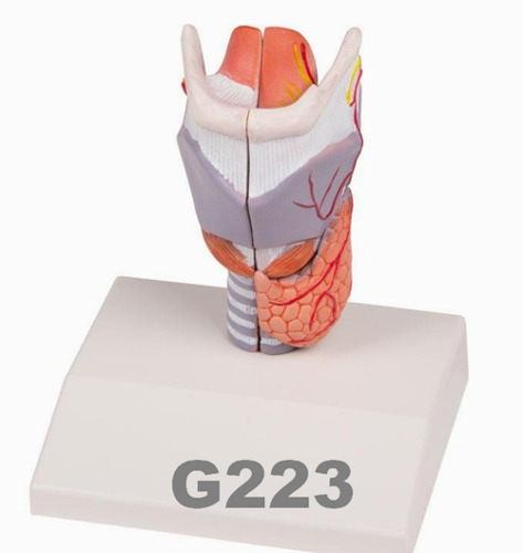 [독일Zimmer] 2분리 성대모형 G223 (실물규격) Larynx Model,life size,2-part.