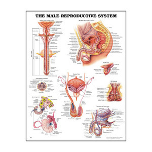 3D해부도(벽걸이)/9672/남성생식기 차트,비뇨기과차트,성클리닉차트/The Male Reproductive System/ Size 54cmⅹ74cm