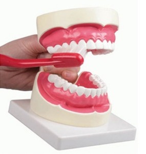 [독일Zimmer]  치아모형 D217 (1.5배확대,대형칫솔포함) Oral hygiene model 1.5 times life size/YS