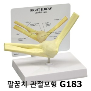 [GPI] 팔꿈치관절모형 G183 팔관절모형 실제사이즈