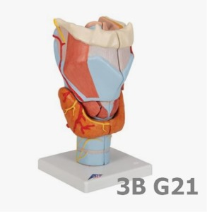 [3B Scientific] 7분리 후두모형 (12*12*23cm,0.8Kg,2배 크기,혈관,신경,근육,인대포함) Larynx Model, 2 times full-size, 7 part