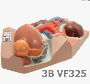 [3B Scientific] 남성 비뇨기계 모형, 실제크기 3/4배 VF325 (10*18*26cm,0.8Kg) Urinary System, Male - 3/4 Life Size