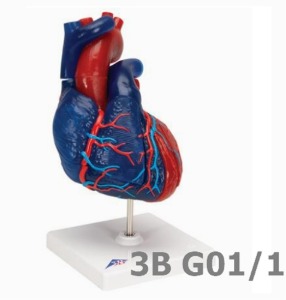 [3B Scientific] 5분리 심장모형 G01/1 (13*19cm,0.7Kg,심방 심실 있음) Heart Model