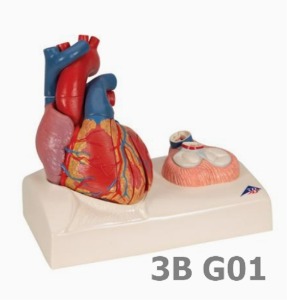 [3B Scientific] 5분리 심장모형 G01 (25*21*13cm,심방 심실 혈관 근육포함) Heart Model