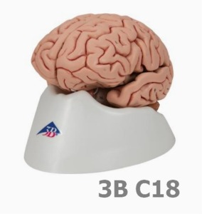 [3B Scientific] 5분리 뇌모형 (기본형,17.5cm,0.6Kg,자석기능-동영상 참조) Classic Brain, 5 part