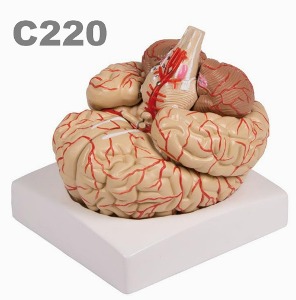 [독일Zimmer] 동맥표시 뇌모형 C220 (실물규격.9분리,내부상세관찰) Brain model,9-part with arteries.