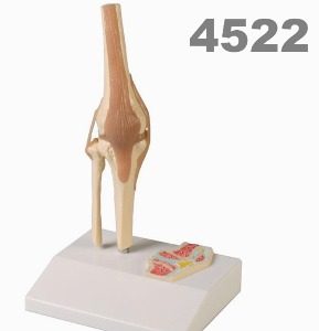 [독일Zimmer] 무릎관절 모형 4522 (1/2실제규격,인대포함) Miniature Knee Joint with cross section.