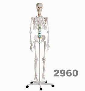 [독일Zimmer] 전신골격모형  2960 (178cm,9Kg,두개골분리,팔다리분리) Didactic skeleton “Oscar”/YS
