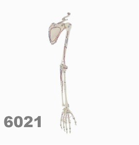 [독일Zimmer] 팔골격 모형 6021 (실제규격,근육표시) Skeleton of arm with shoulder girdle and muscle marking.