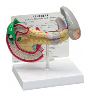 [GPI] 췌장모형 G333 (Pancreas,Gallbladder,Spleen 333) 췌장 쓸개 비장모형
