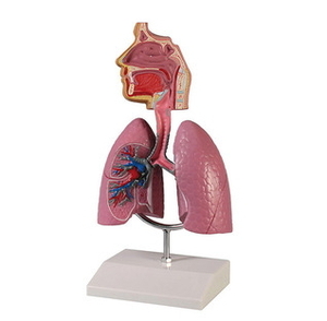 [독일Zimmer] 호흡기모형 G216 Human Respiratory System/YS