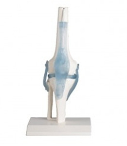 [독일Zimmer] 무릎관절모형 4552 (실제규격.인대포함) Knee joint with ligaments with stand/YS