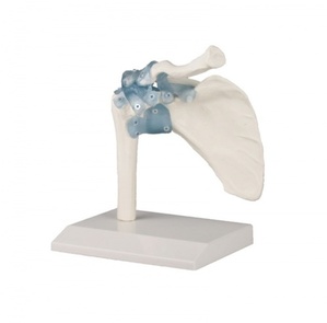 [독일Zimmer] 어깨관절모형 4550 (실제규격.인대포함) Shoulder joint with ligaments with stand/YS