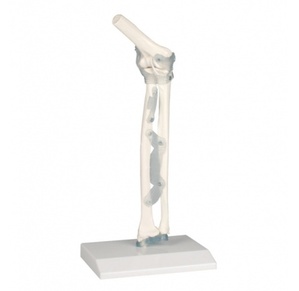 [독일Zimmer] 팔꿈치관절모형 4556 (실제규격,인대포함) Elbow joint with ligaments with stand/YS