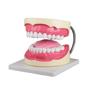 [독일Zimmer] 치아모형 D216 (혀,대형칫솔포함,실물3배크기) Oral hygiene model 3 times life size/YS