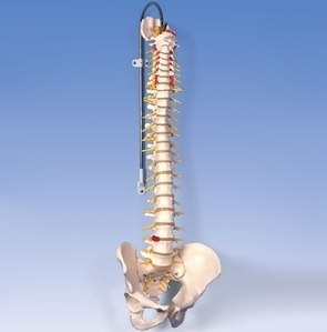 [3B] 척추모형 A58/5 (●스탠드포함,유연한재질,81cm,Deluxe Flexible Spine)