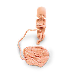 [나스코] 20주 태아모형 LF00813 임신태아모형