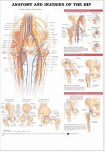 3D해부도(벽걸이)/9802/고관절차트,고관절/Anatomy and Injuries of The Hip/ Size 54cmx74cm