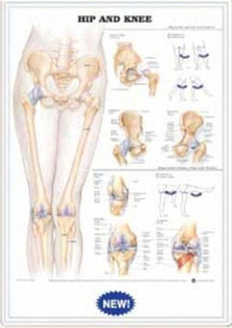 3D해부도(벽걸이)/9780B/고관절 과 무릎관절/Hip and Knee/ Size 54cmx74cm
