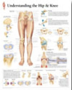 평면해부도(벽걸이)/1002/엉덩이 고관절과 무릎관절 차트/Understanding the Hip &amp; Knee/ Size 54cmⅹ74cm