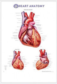 3D해부도(벽걸이)/9911/심장차트,심장병차트/Heart Anatomy/ Size 54cmx74cm