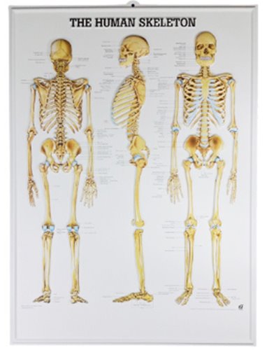 전신골격차트 MD03 (벽걸이,The Skeletal System,54*74cm) 평면해부도