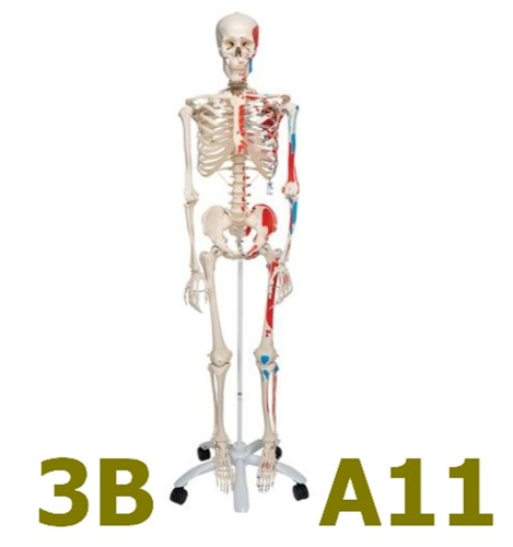 [3B Scientific] 전신골격모형 A11 (176cm,9.8Kg,채색 및 근육표시) Skeleton Max, Muscle, on 5-feet Stand