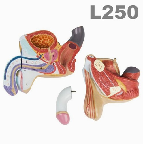 [독일Zimmer] 남성생식기모형 L250 (4분리,실제규격) Male genital organs, 4 part/YS