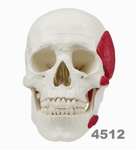 [독일Zimmer] 두개골 모형 4512 (저작근시연,실제규격,2분리) Skull with masticatory muscles,2-part.