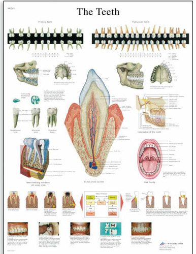 [3B] 치아차트 VR1263UU(비코팅) The Teeth Chart (Size 50x67cm)