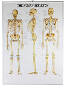 전신골격차트 MD03 (벽걸이,The Skeletal System,54*74cm) 평면해부도
