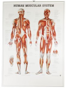 근육차트 MD04 (벽걸이,Human Muscular System,54*74cm) 평면해부도