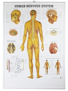 신경계차트,신경차트 MD05 (벽걸이,The Human Body,54*74cm) 평면해부도