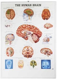 뇌차트 뇌질환차트 MD14 (벽걸이,The Human Brain,54*74cm) 평면해부도