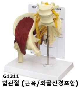 [GPI] 좌골관절 과 신경모형 G1311 힙관절과 좌골신경 (190x120xH254mm)