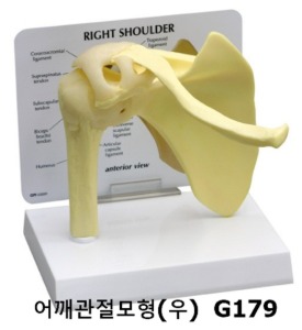 [GPI] 어깨관절모형 G179 (130x152xH152mm)