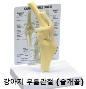 [미국수입] 강아지 무릎관절 슬개골 모형 G9050 (슬개골탈구 모형)