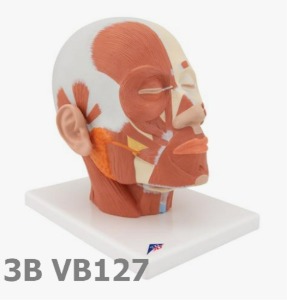 [3B Scientific] 얼굴 근육모형 VB127 (24*18*24cm,0.8Kg) Head Musculature
