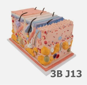[3B Scientific] 피부모형 J13 (70배 확대,44*24*23cm) Skin, Block Model, 70 times full-size