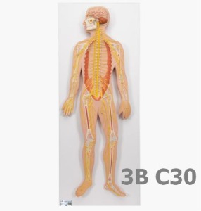 [3B Scientific] 신경계 모형 C30 (80*33*6cm,1/2축소모형) Nervous System, 1/2 life size