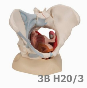 [3B Scientific] 인대, 근육, 내부기관이 있는 4분리 여성골반모형 H20/3 (19*27*19cm,17Kg) Female Pelvis with Ligaments Muscles and Organs