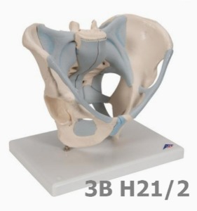 [3B Scientific] 인대가 있는 2분리 남성골반모형 H21/2 (19*28*24cm,1.6Kg) Male Pelvis with Ligaments, 2 part