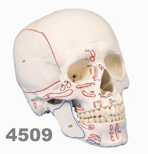 [독일Zimmer] 3분리 두개골 모형 4509 (실제크기,근육표시) Skull Model 3-parts with muscle marking.