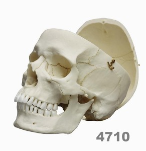 [독일Zimmer] 2분리 두개골 모형 4710 (뇌-표준모형과 결합가능) Adult skull,male.