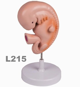 [독일Zimmer] 임신4주 태아모형 L215  배아모형 Human Embryo,4 weeks.