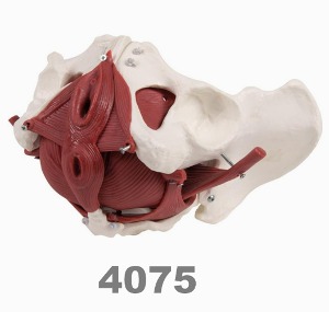 [독일Zimmer] 여성골반 및 근육모형 4075 (실제규격,12분리) Female pelvic floor model,12 parts 골반저모형.