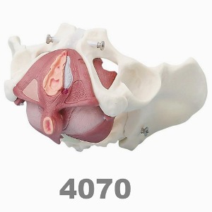 [독일Zimmer] 여성성골반 및 회음부 모형 4070 (실제규격,5분리) Female pelvispelvic floor musculature.