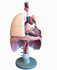 [독일Zimmer] 호흡기 모형 G410 (폐,심장,간모형,실물규격) Respiratory organs.
