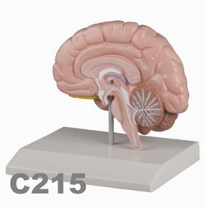 [독일Zimmer] 뇌 모형 C215 (실물절반규격) Brain half.