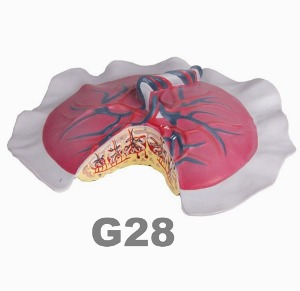 [독일Zimmer] 태반모형 G28 (물규격) Placental Circulation.